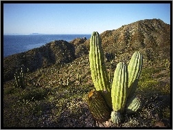 Kaktusy, Góry, Morze